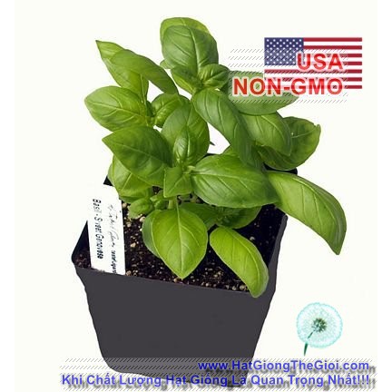 400h Hạt Giống Rau Thơm Húng Tây Basil Ý Genovese (B3.501| B43*W43*M214)