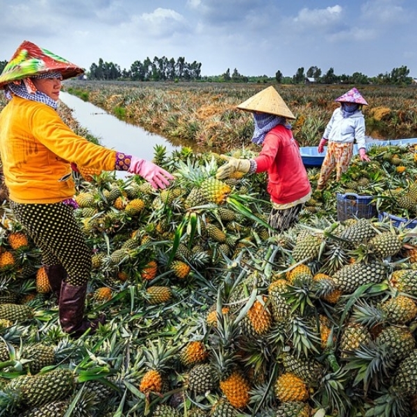 Mứt Khóm Cầu Đúc Hậu Giang - Ảnh 4