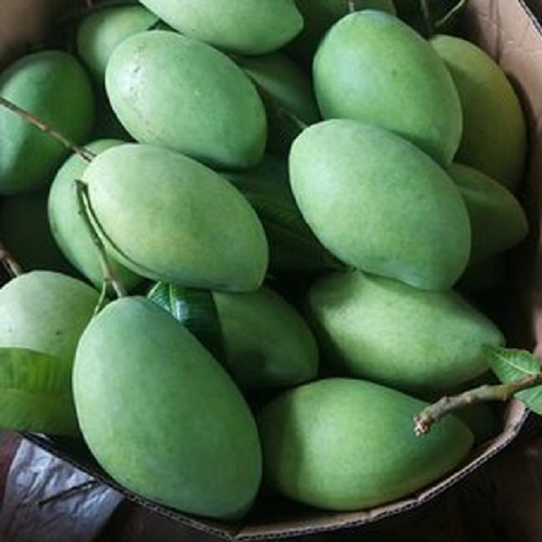 OCOP - XOÀI CÁT HÒA LỘC CAO LÃNH (COMBO 5KG) - Ảnh 2