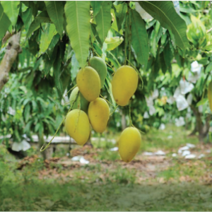 OCOP - XOÀI CÁT HÒA LỘC CAO LÃNH (COMBO 5KG)