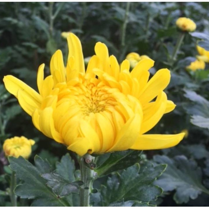 Hạt giống Hoa Cúc Vàng Bông To/ Cúc Đại Đoá Vàng Tặng Kích Mầm - Ảnh 3