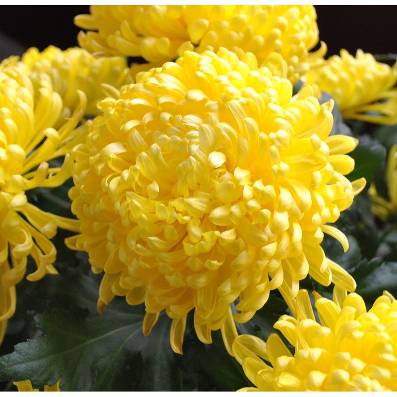 Hạt giống Hoa Cúc Vàng Bông To/ Cúc Đại Đoá Vàng Tặng Kích Mầm - Ảnh 2